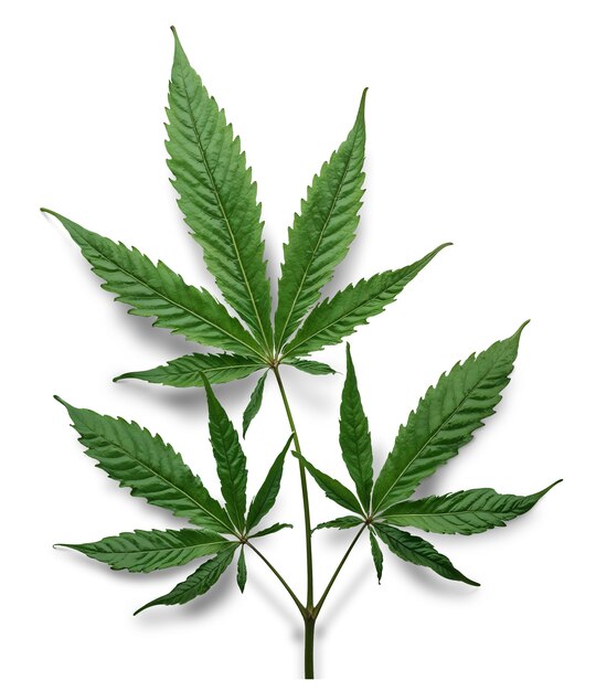 weed-leaf-isolated_23-2151875982