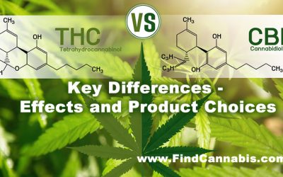 CBD vs. THC: Key Differences – Effects and Product Choices
