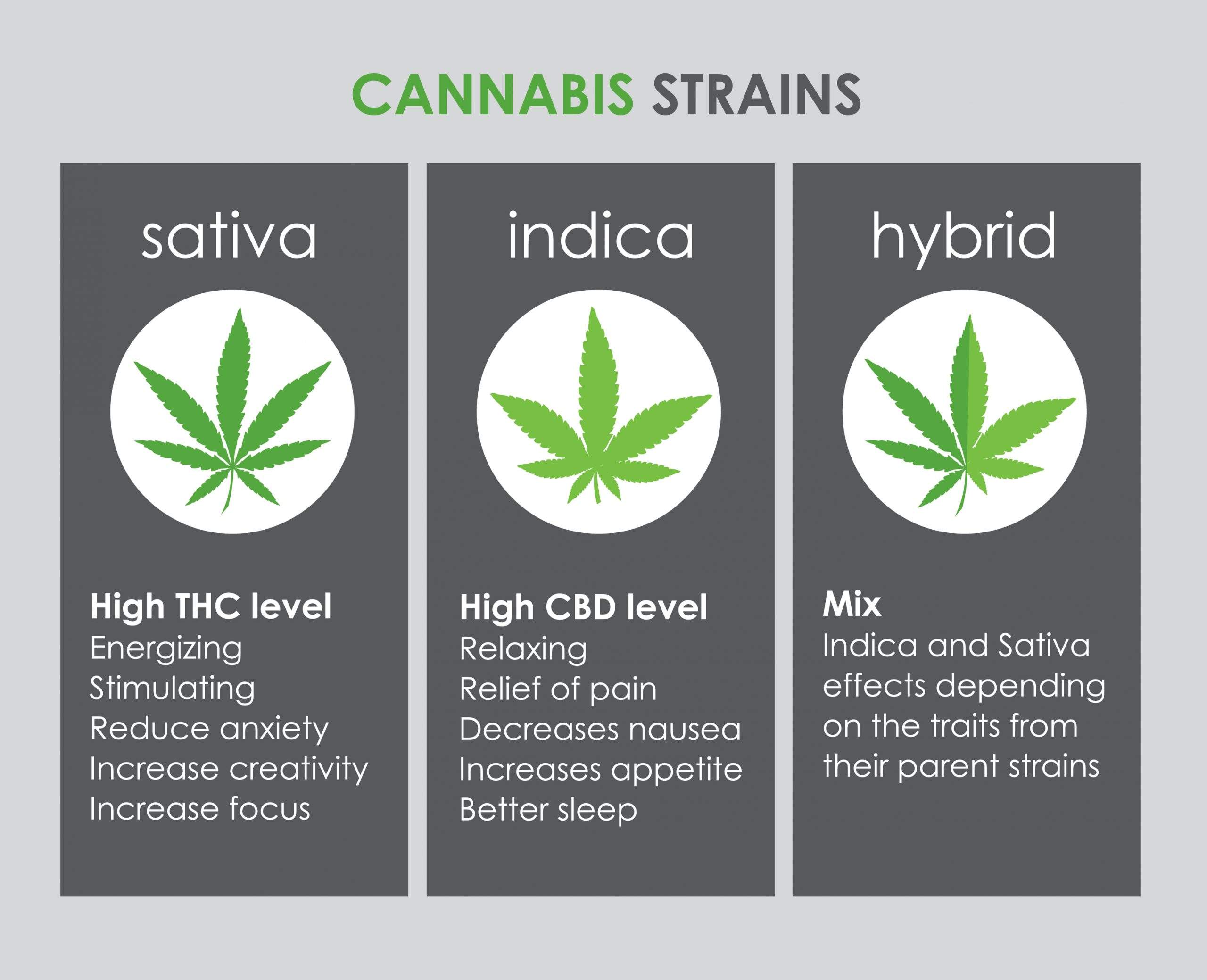 strains of cannabis