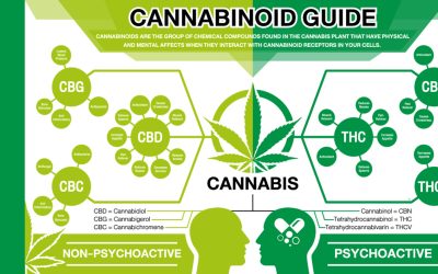 The Complete Guide to the Top 10 Cannabiods
