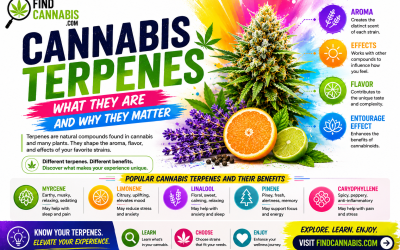 The Number You’re Using to Buy Cannabis Doesn’t Predict Your Experience. This Does.